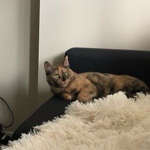 Meet your Posher, Britney